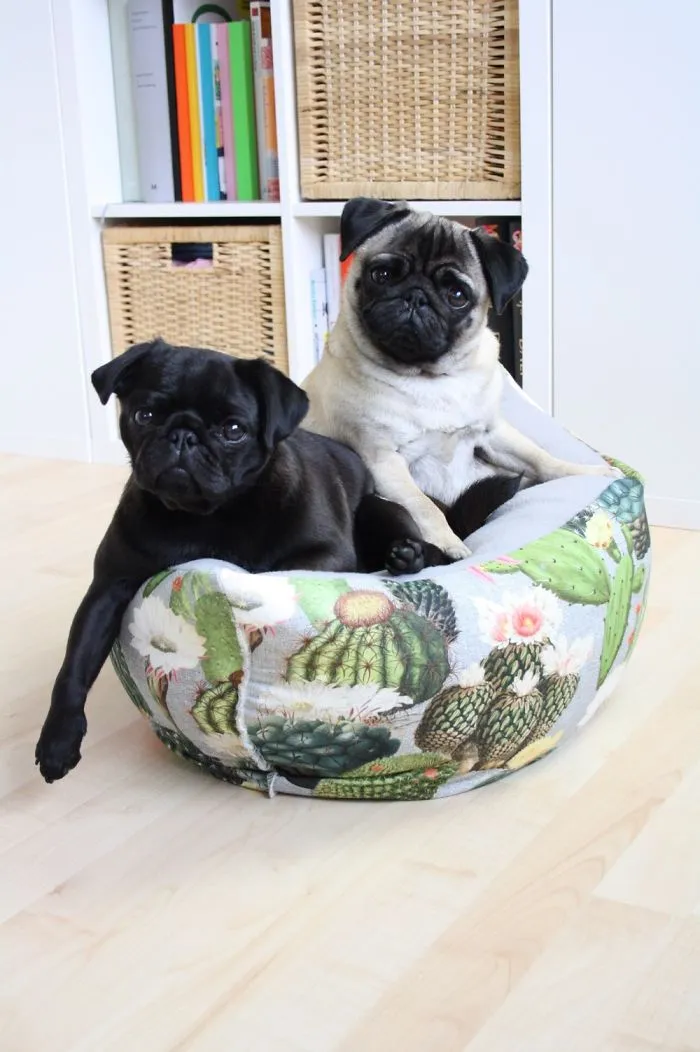 These Pugs Have The Hardest Job