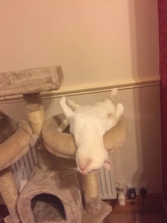 This Cannot Be Comfortable 😂