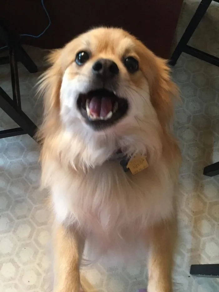 One Of Our Dogs Will Stretch On You And Will Lock Anything1