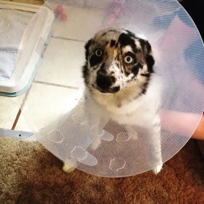 She Hates Us Now.