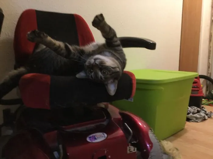 How My Cat Normally Sleeps