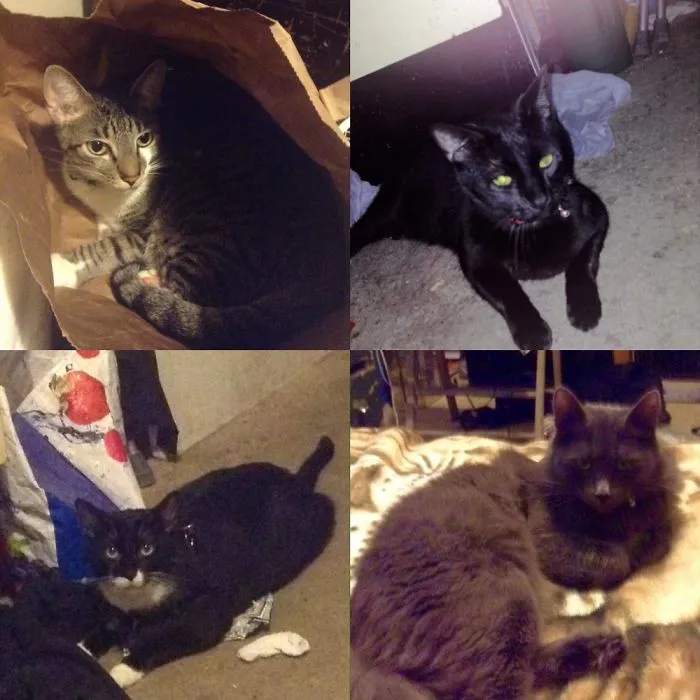 He's In My Kitties Toby ,cole,kitty And Gizmo.