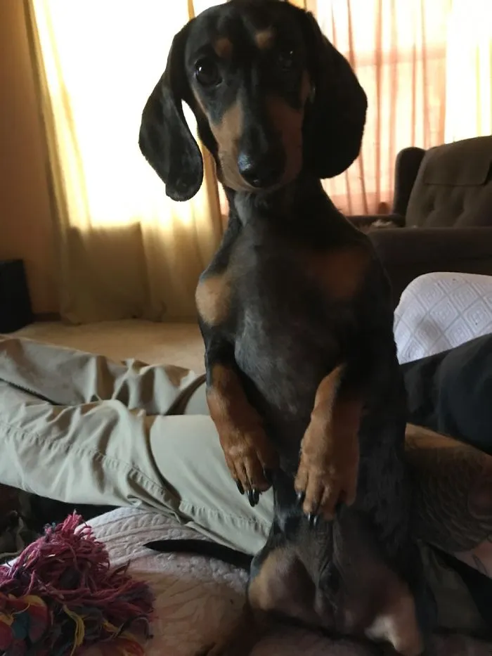 T Rex Or Meerkat?