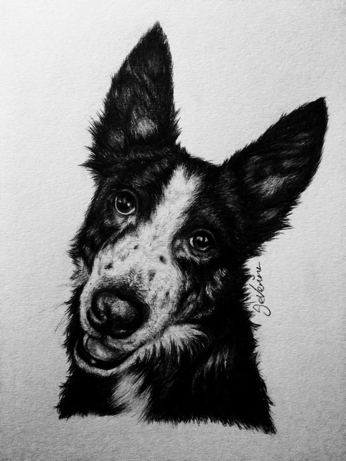 I Love Drawing Our Pets