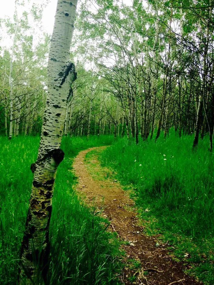 Mountain Trail