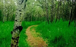 Mountain Trail