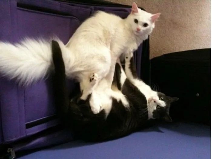 Caught Them Actually Playing With Each Other.
