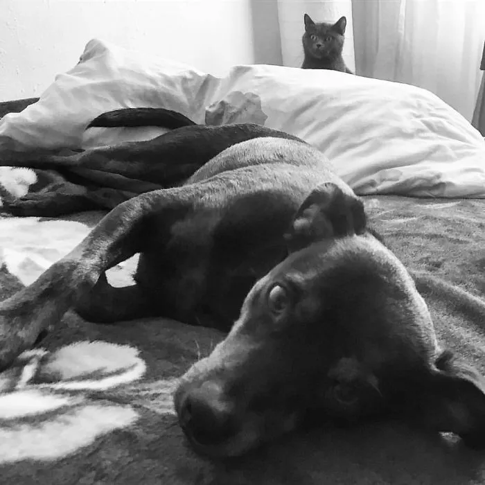 That's My Pillow, Dog!!! 😂