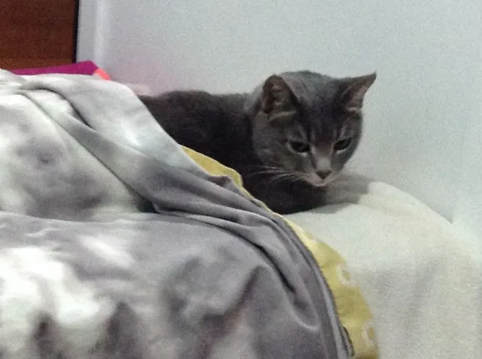 Just Taking A Cat Nap