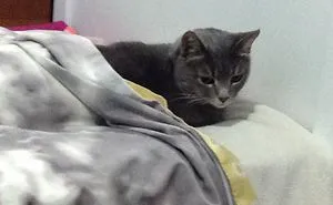 Just Taking A Cat Nap