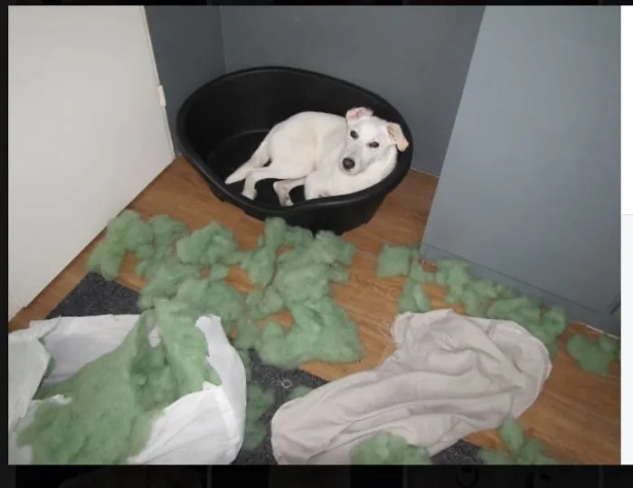 The Pillow Was Two Days Old But He Did Not Like It.......
