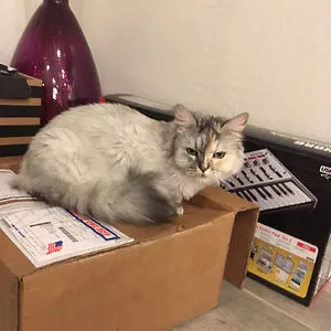 Tallulah