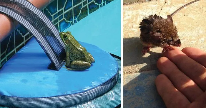 This Genius Invention Is Saving Animals From Terrible Death