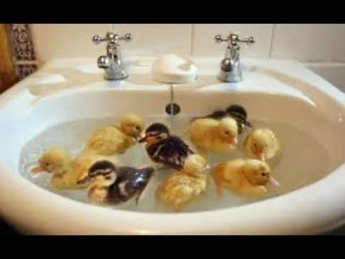 I Are Cute Duckling Aww - Cute Babys Duck Animal