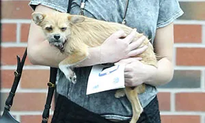 Paparazzo Touches Jennifer Lawrence's Dog, And Her Rude Reaction Sparks Heated Discussions