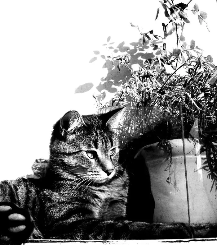 Photosynthesising