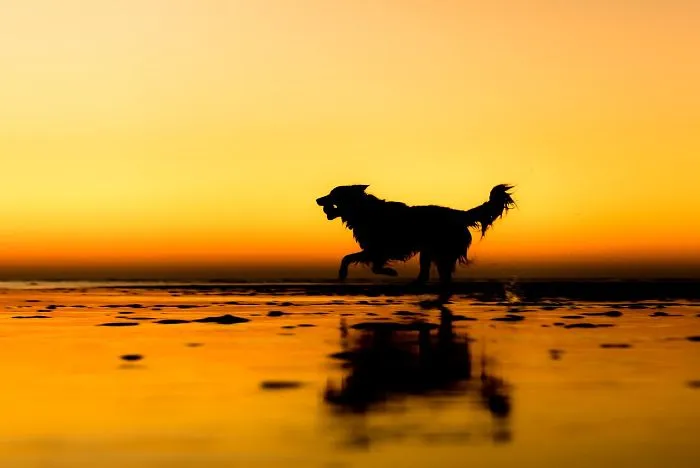 2º lugar en "Perros rescatados", Martin Tosh, Reino Unido