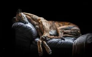 'Dog Photographer Of The Year' Contest Announces The Winners, And They're Pawsome