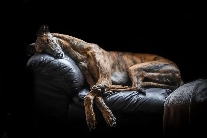 2º Premio en Retratos de perros, David Yanez, Reino Unido
