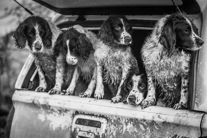 2º lugar en "Perros trabajando", Lucy Charman, Reino Unido
