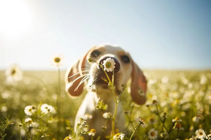 2º lugar en la categoría "Perros jugando", Rodrigo Capuski, Brasil