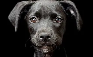 'Dog Photographer Of The Year' Contest Announces The Winners, And They're Pawsome