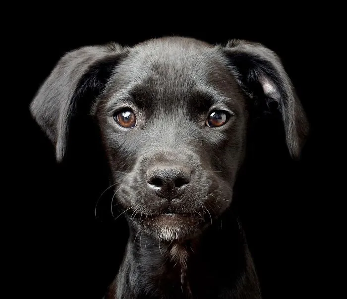 2º lugar en la categoría "Cachorros", Tracy Kirby, Irlanda