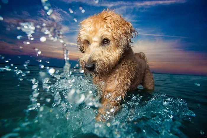 1º lugar en la categoría "Perros jugando", Kaylee Greer, EEUU