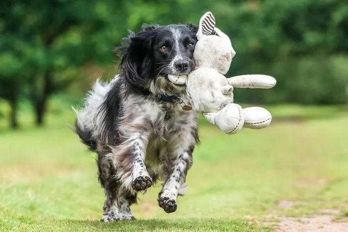 3º lugar en "Perros jugando", Will Holdcroft, Reino Unido