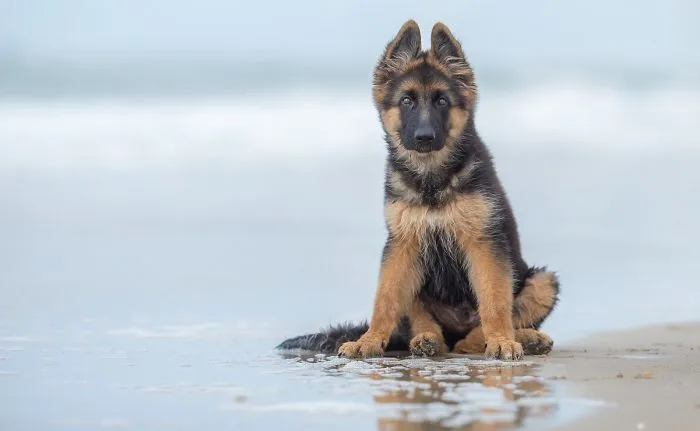 3º lugar en la categoría "Cachorros", Ruud Lauritsen, Holanda