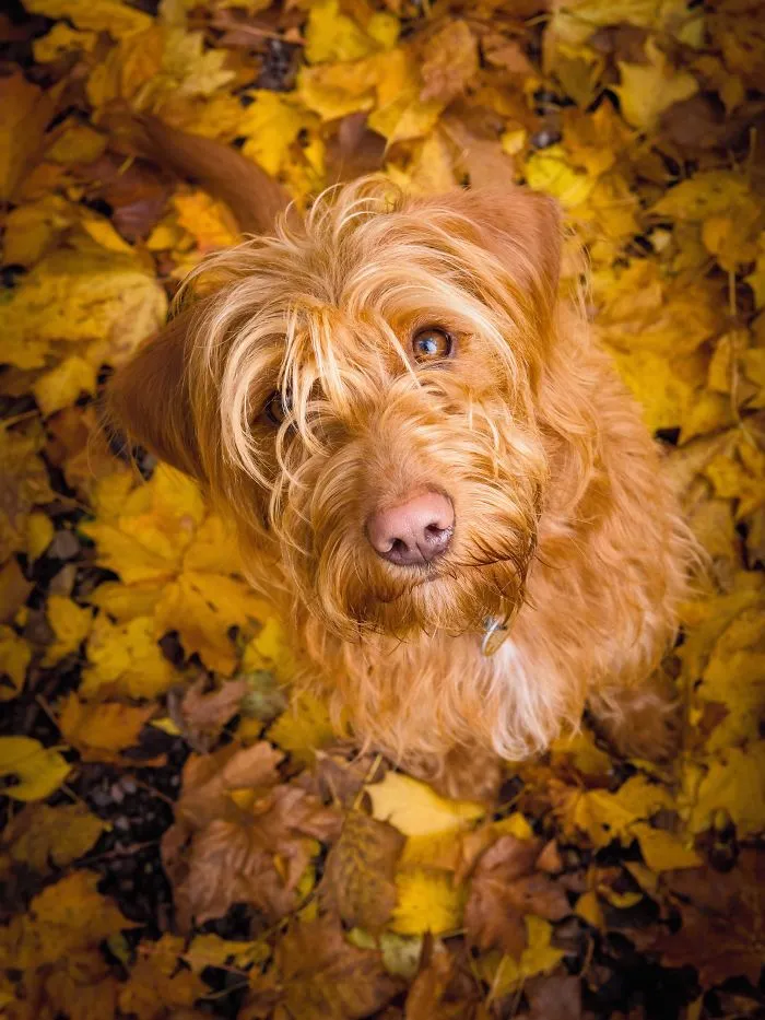 Dog Portrait 3rd Place Winner, Noel Bennett, UK