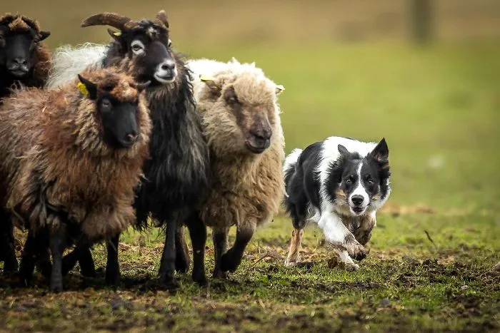 3º lugar en "Perros trabajando", Peter Steffensen, Dinamarca