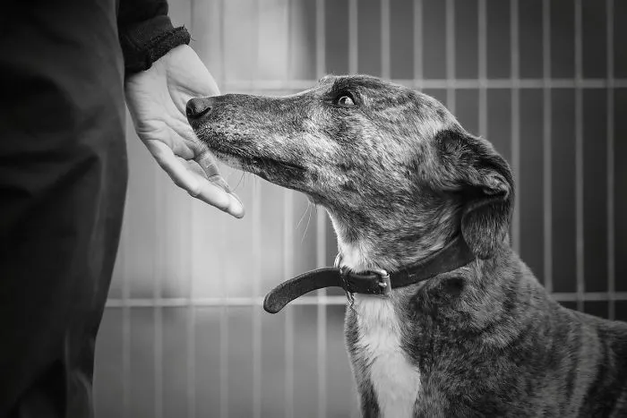 1º lugar en "Perros rescatados", Alexandra Robins, Reino Unido