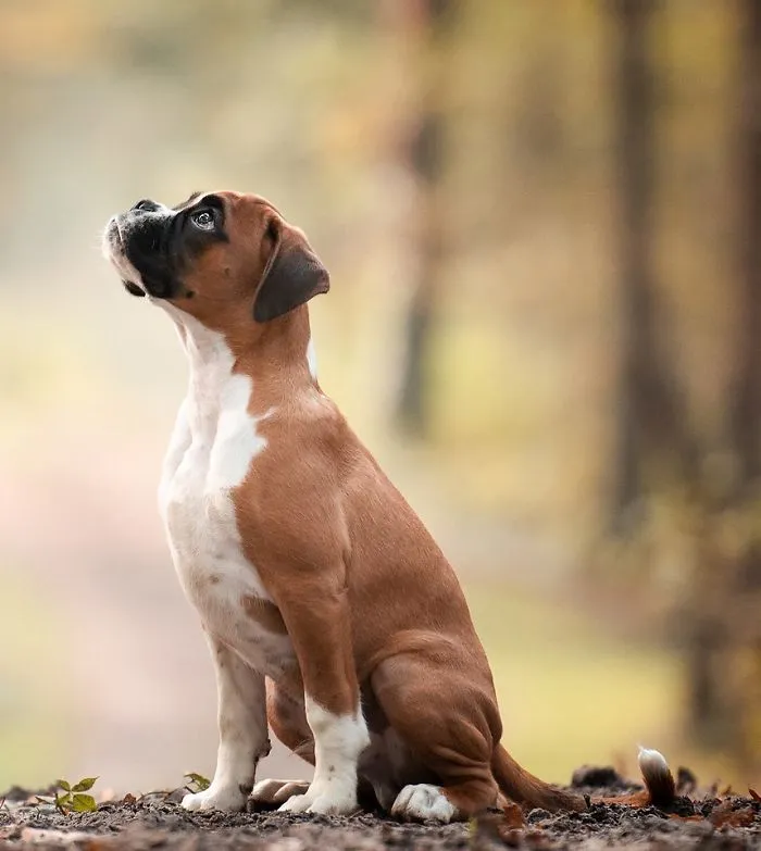 1º lugar en "Cachorros", Mirjam Schreurs, Holanda