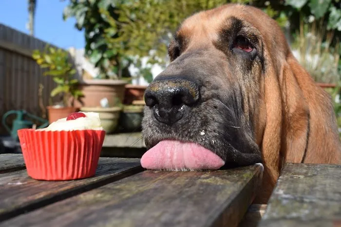 1º lugar en la categoría "Fotógrafos cachorros" (menores de 11 años), Dylan Jenkins, Reino Unido