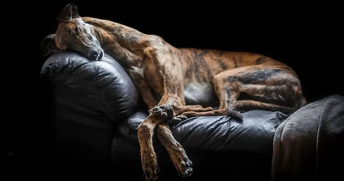 'Dog Photographer Of The Year' Contest Announces The Winners, And They're Pawsome
