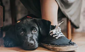 El concurso de "Fotógrafo de perros del año" anuncia sus ganadores, y son geniales