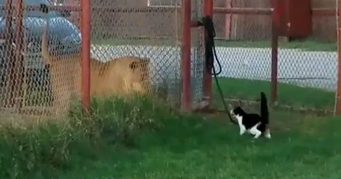 Little House Cat Challenges Big Lion, Proves That Size Doesn’t Matter