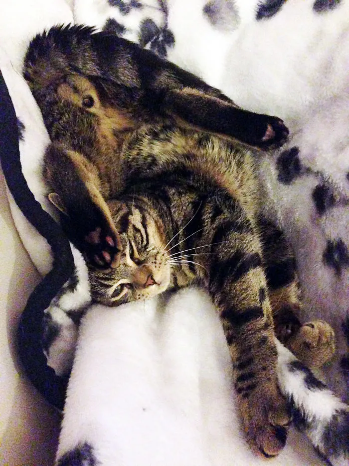 This Is My Cat's Favorite Sleeping Position