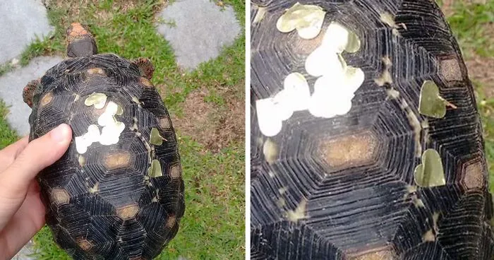 Man Finds Evidence His Tortoise Went Out Partying Without Him... For 3 Weeks
