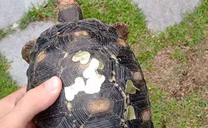 Man Finds Evidence His Tortoise Went Out Partying Without Him... For 3 Weeks