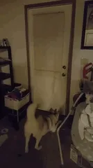 How My Puppy Greets Me When I Get Home From Work