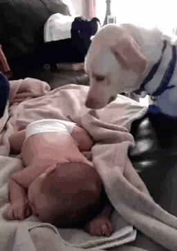 Dog Takes Care Of Baby