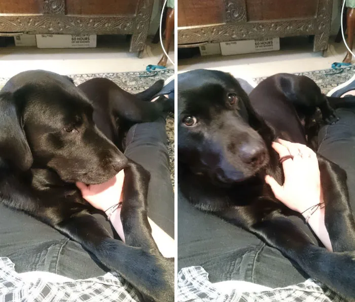 El perro de mi compañero de piso sabe cuando tengo un mal día. Me agarra el brazo, no me suelta y luego se duerme