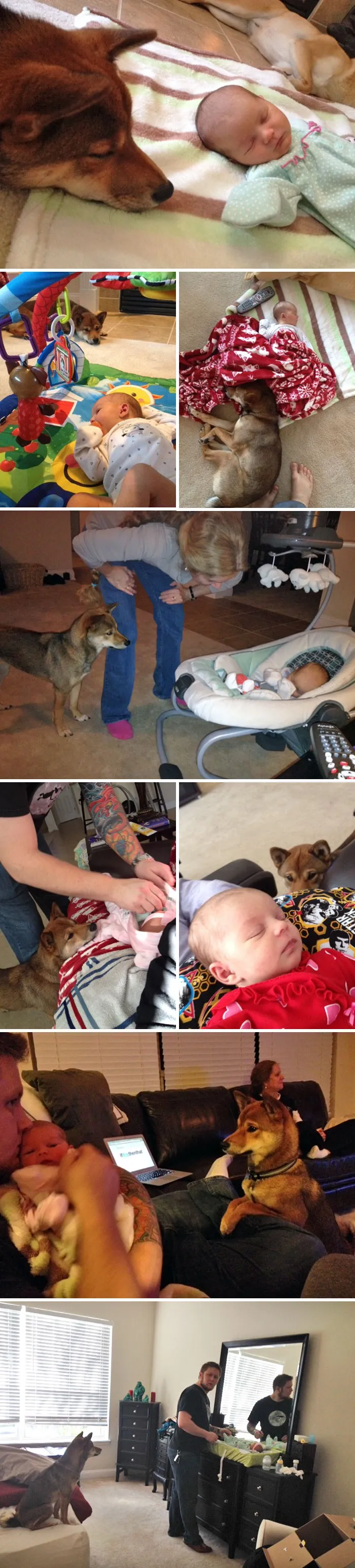 We Just Had A New Baby 2 Weeks Ago. My Dog Has Decided That She Is His And Stays As Close As He Can To Her At All Times