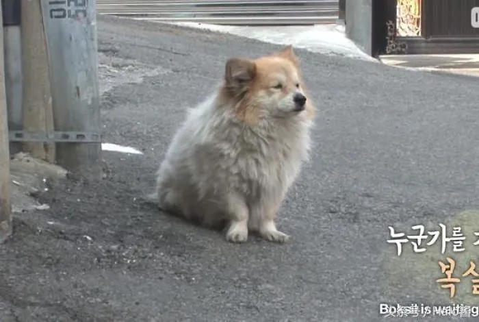 Little Dog Patiently Waits 3 Years For Sick Owner Who Is Never Coming Back