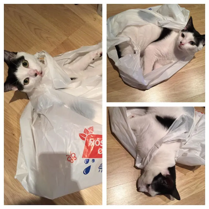 Cat In The Bag! #matisse