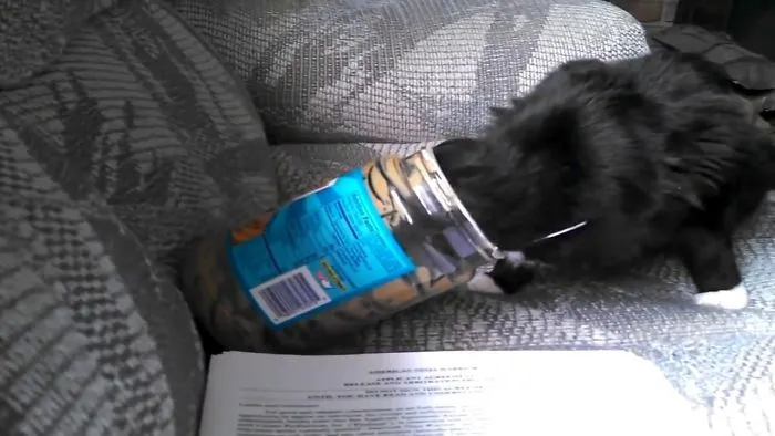 Cats Are Stuck