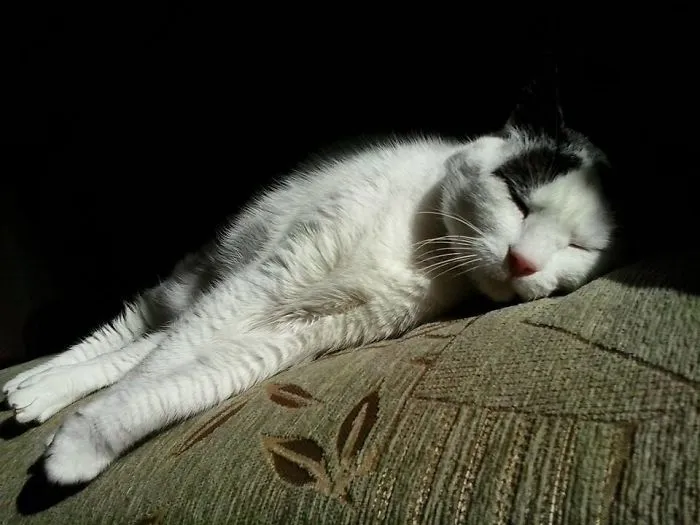Sleeping In The Sun