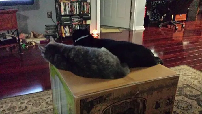 Cool Cats
